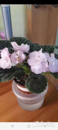 Сортовые фиалки