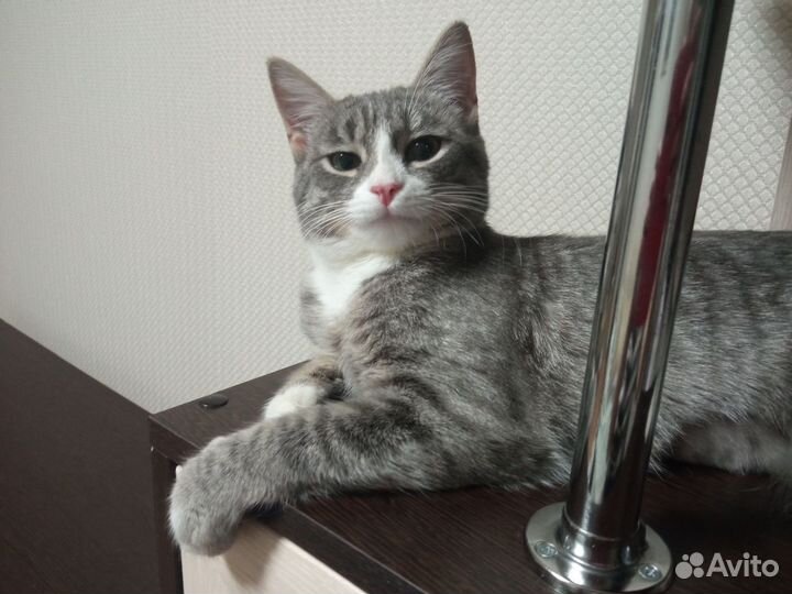 Бедная Лиза