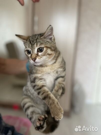 Девочки котята в добрые руки