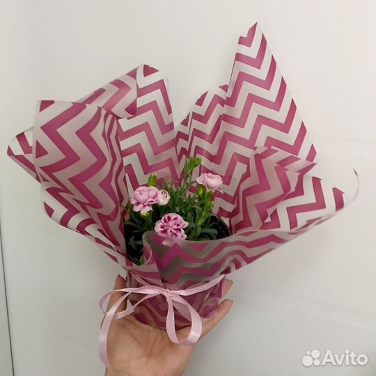 Гвоздика и остеоспермум