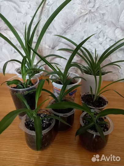 Хлорофитум