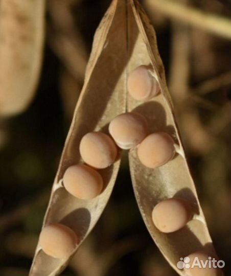 Семена гороха