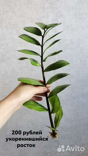 Замиокулькас