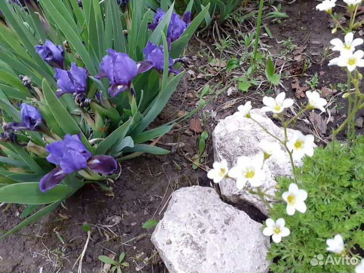 Садовые многолетники