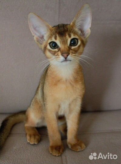 Абиссинские котята