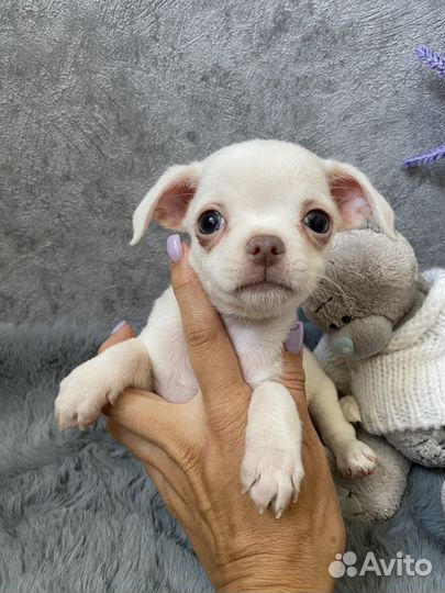 Кремовый малыш