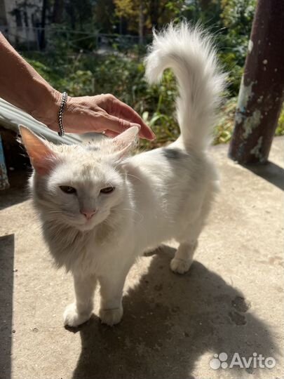 Кошка в дар бесплатно