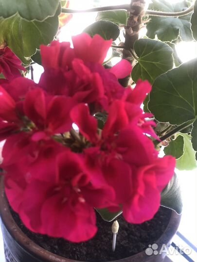 Пеларгония герань