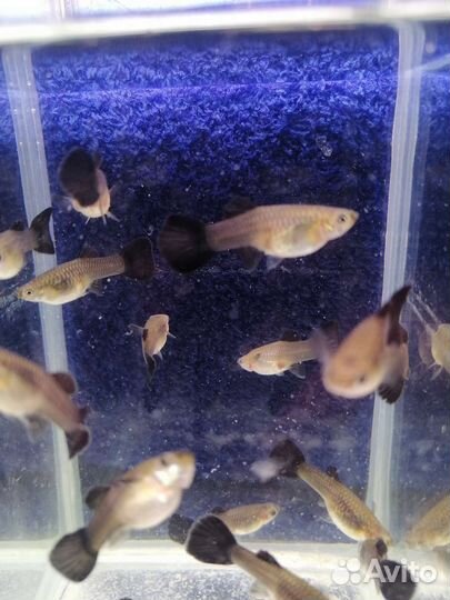 Аквариумные рыбки