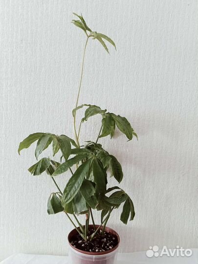 Антуриум рассеченный