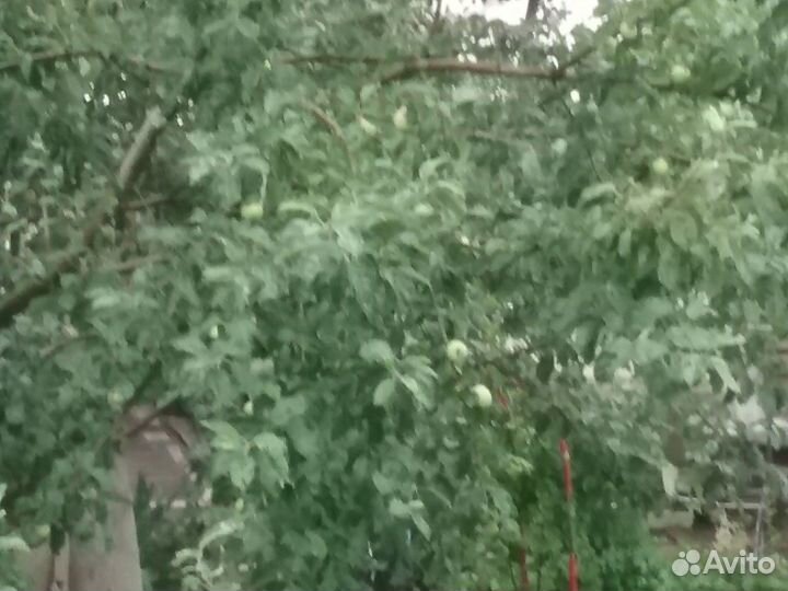 Яблоки деревенские