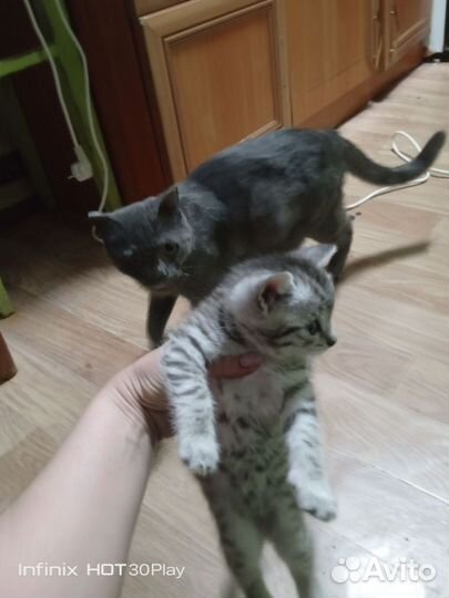 Отдам котят