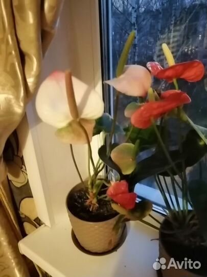 Комнатные цветы Антуриум(Мужское счастье)