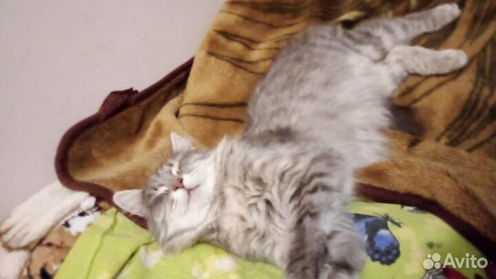 Кошечка в добрые руки