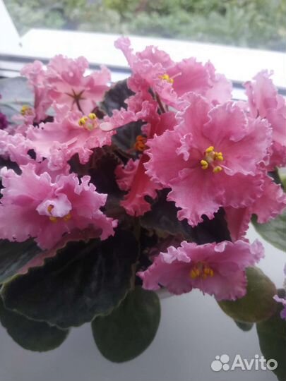 Фиалки сортовые