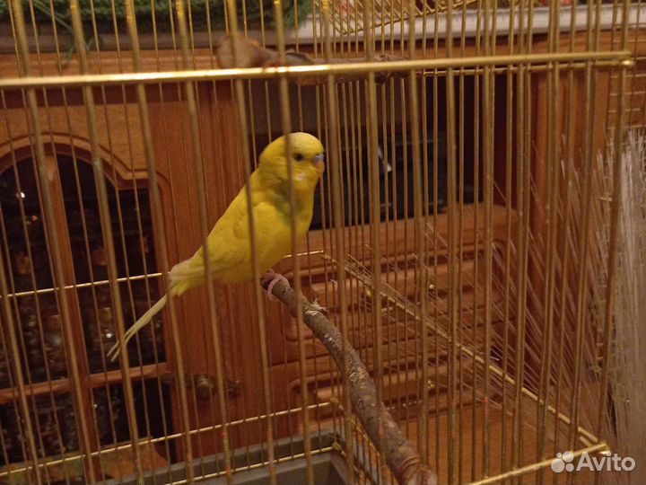 Попугайчик волнистый