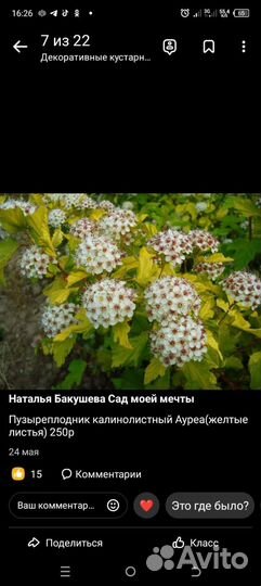 Декоративные кустарники