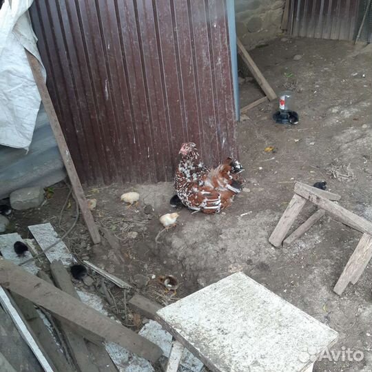 Инкубационное яйцо