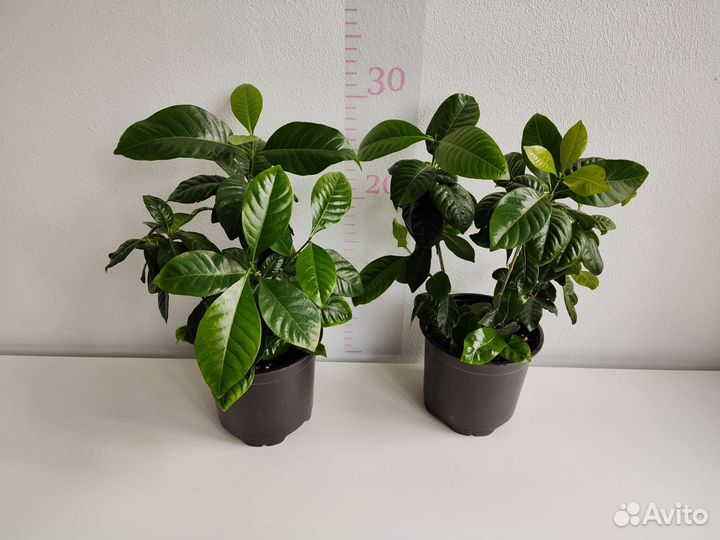 Жасмин Самбак, Гардения