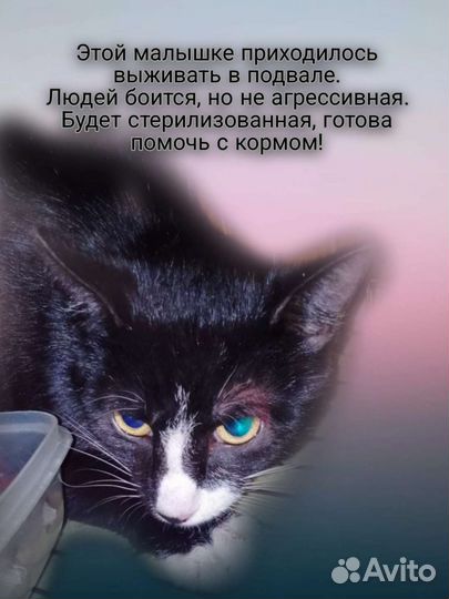 Ищу дом или передержку для кошечки