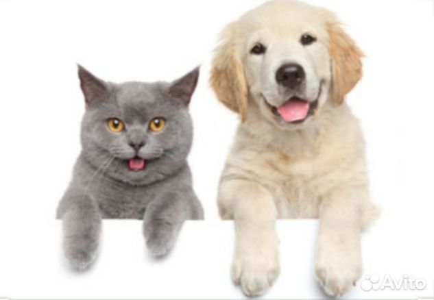 Ветеринарные услуги