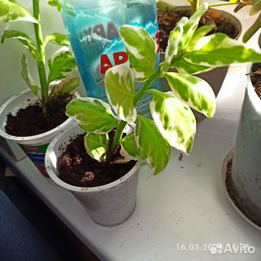 Продам педилантус