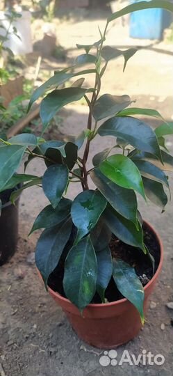 Цветок фикус мелколистный