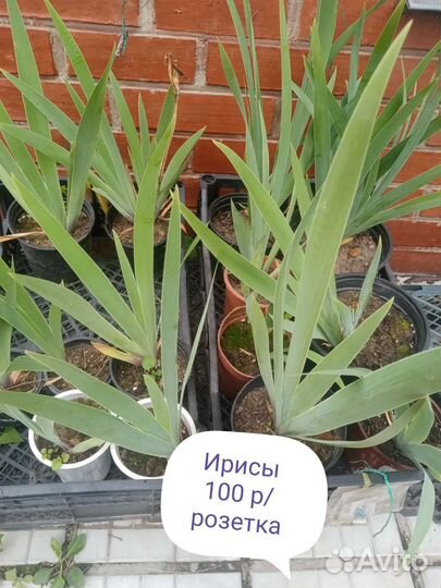 Цветы многолетники