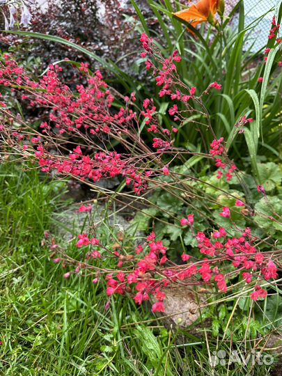 Саженцы гейхеры