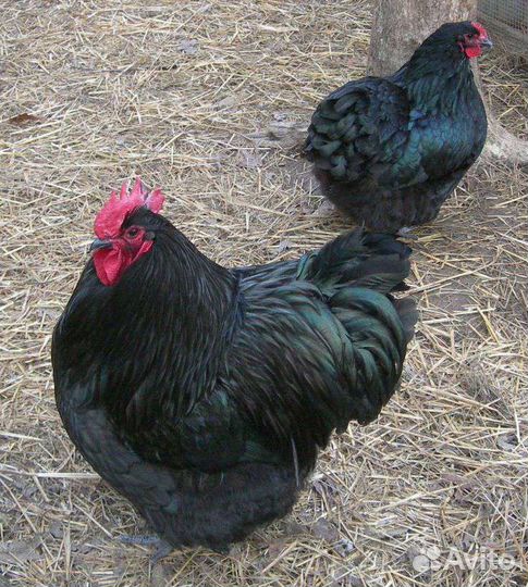 Черные Куры и Петухи Доставлю