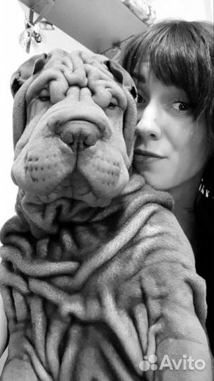 Шарпей вязка