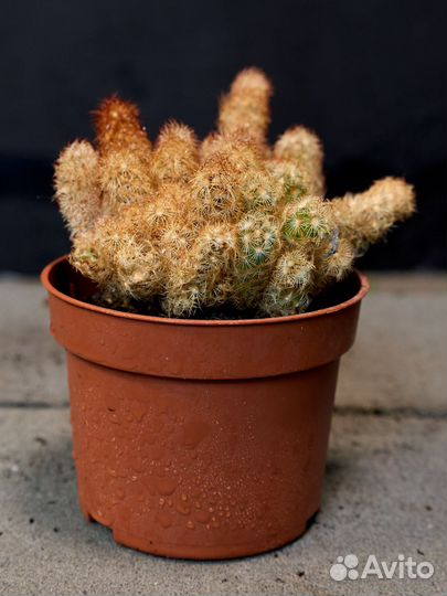 Кактус Набор