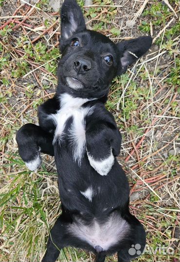 Щенки малыши ждут родителей