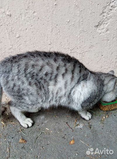 Котик в добрые руки