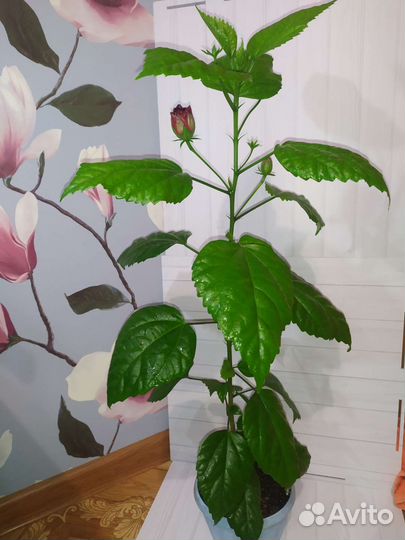 Гибискус китайская роза, красный махровый