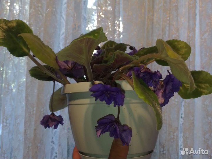 Фиалка ампельная, махровая