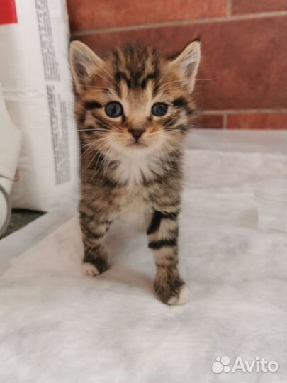 Котята в добрые руки, в дар