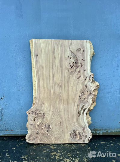 Интересный слэб азиатского карагача