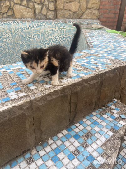 Котята в добрые руки бесплатно