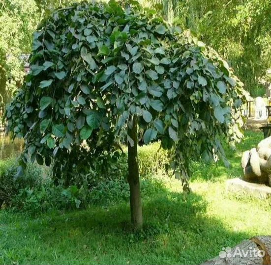 Вяз пендула Кемпердауни