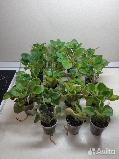 Детки сортовых фиалок