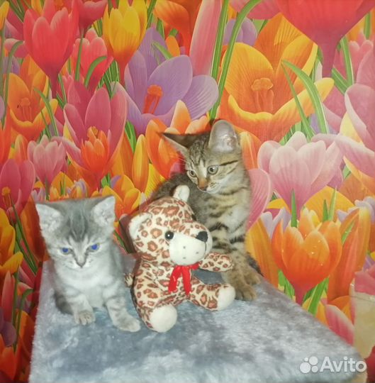 Котята