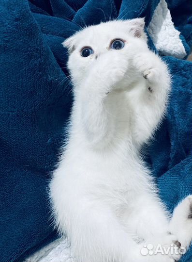 Вислоухие котята