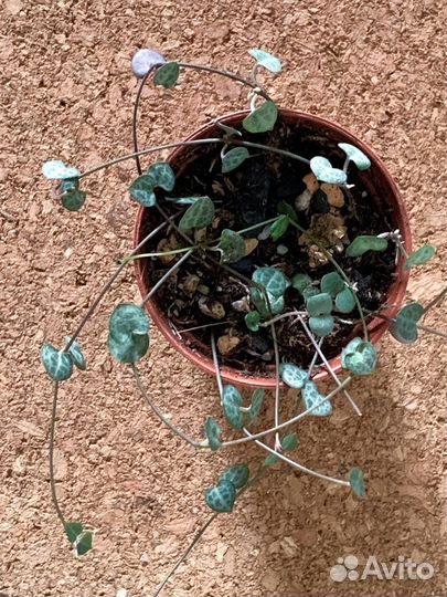 Церопегия вуди