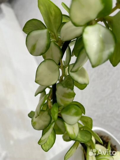 Хойя Хешкелеана