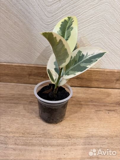 Фикус эластика