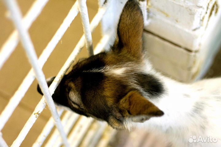 Малыш в дар