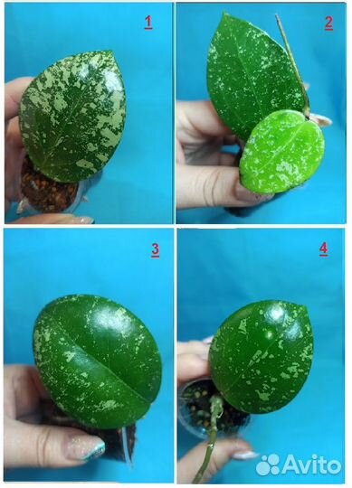 Хойи C-D-E-J-H-I-K-S-V-W Хойя