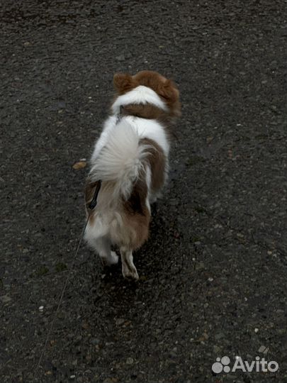 Вязка кобель чихуахуа