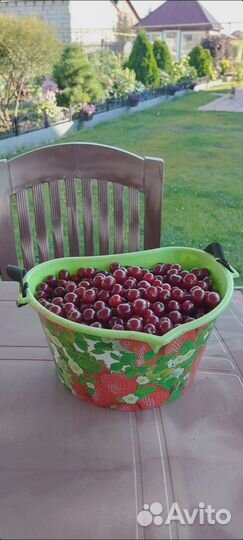 Саженцы вишни